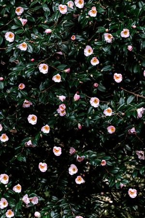 小碎花印花华亿平台图片