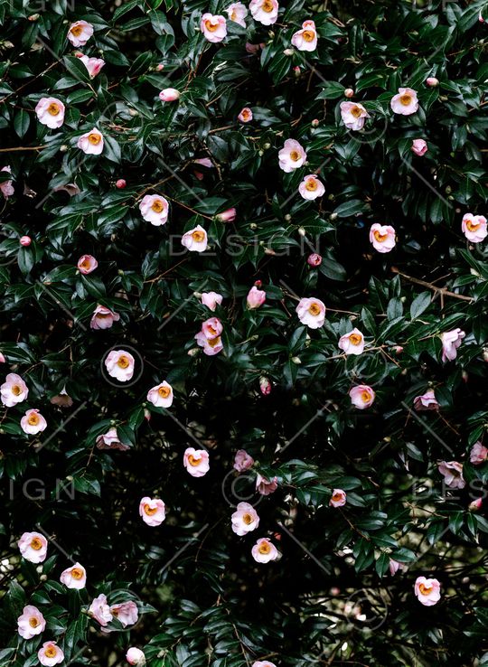 小碎花印花华亿平台图片