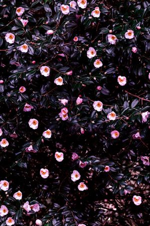 小碎花印花华亿平台图片