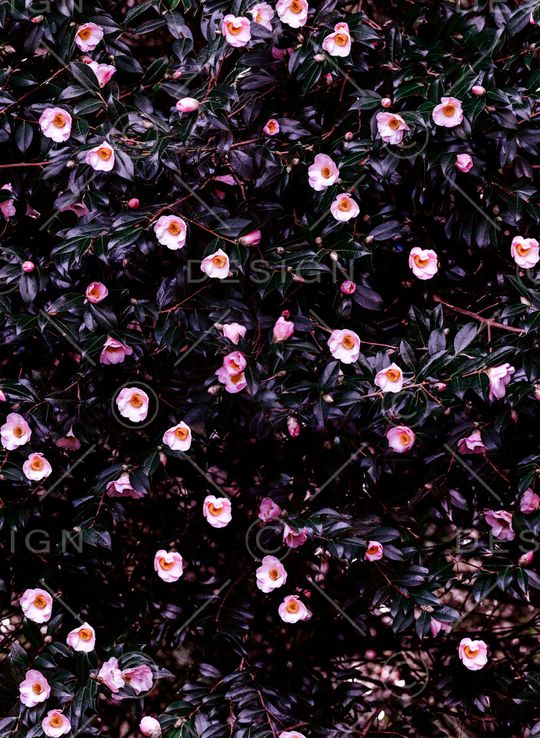 小碎花印花华亿平台图片