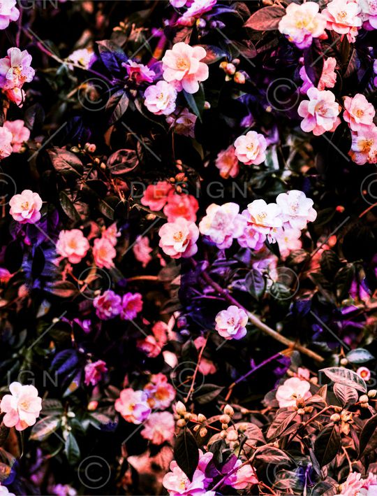 小碎花印花华亿平台图片