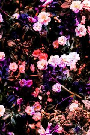 小碎花印花华亿平台图片