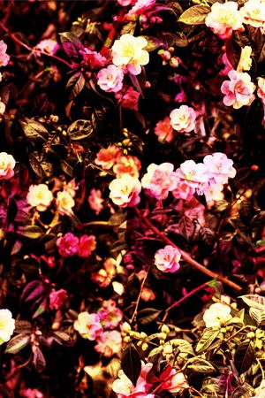 小碎花印花华亿平台图片