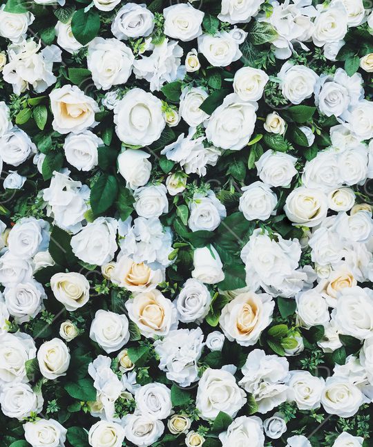 玫瑰花印花华亿平台图片