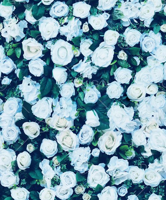 玫瑰花印花华亿平台图片