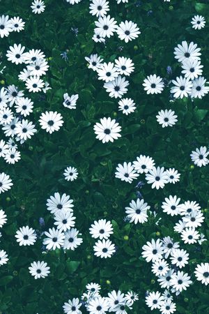 大牌风印花华亿平台图片