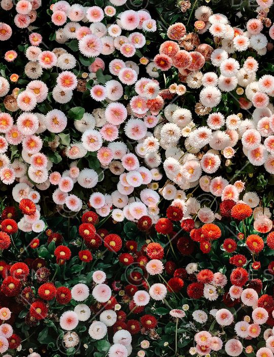 大牌风印花华亿平台图片