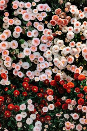 大牌风印花华亿平台图片