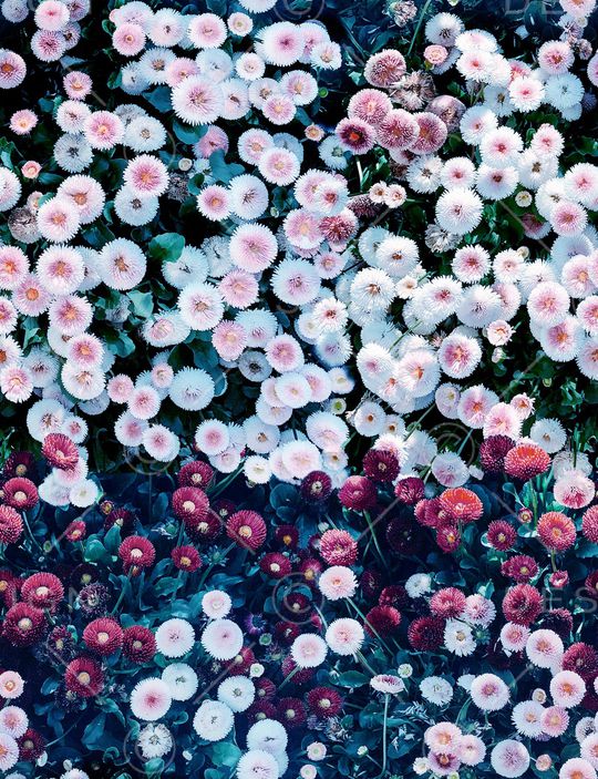 大牌风印花华亿平台图片