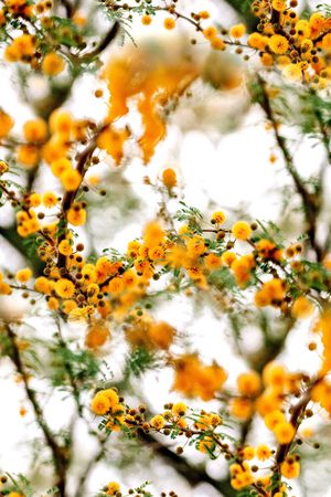 大牌风印花华亿平台图片