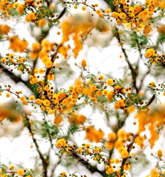 大牌风印花华亿平台图片