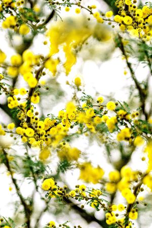 大牌风印花华亿平台图片