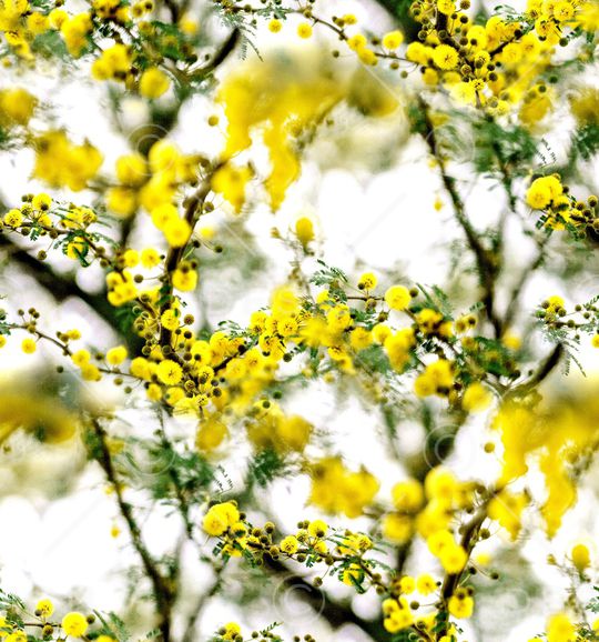 大牌风印花华亿平台图片