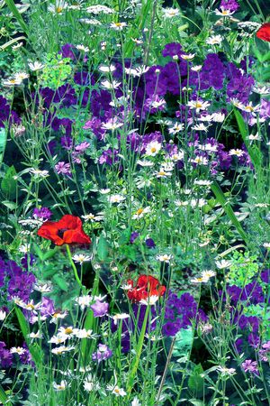 植物印花华亿平台图片