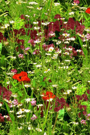 植物印花华亿平台图片