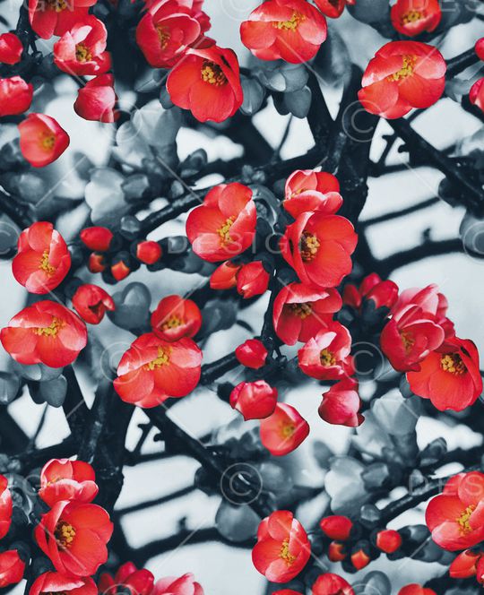 梅花印花华亿平台图片