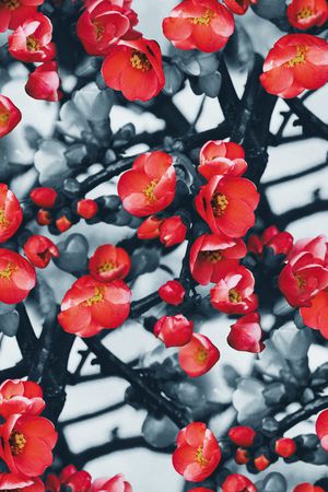 梅花印花华亿平台图片