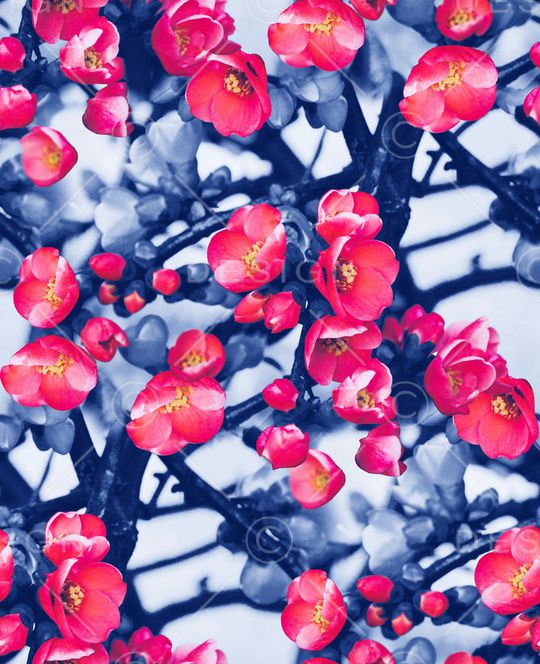 梅花印花华亿平台图片