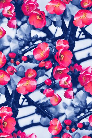 梅花印花华亿平台图片