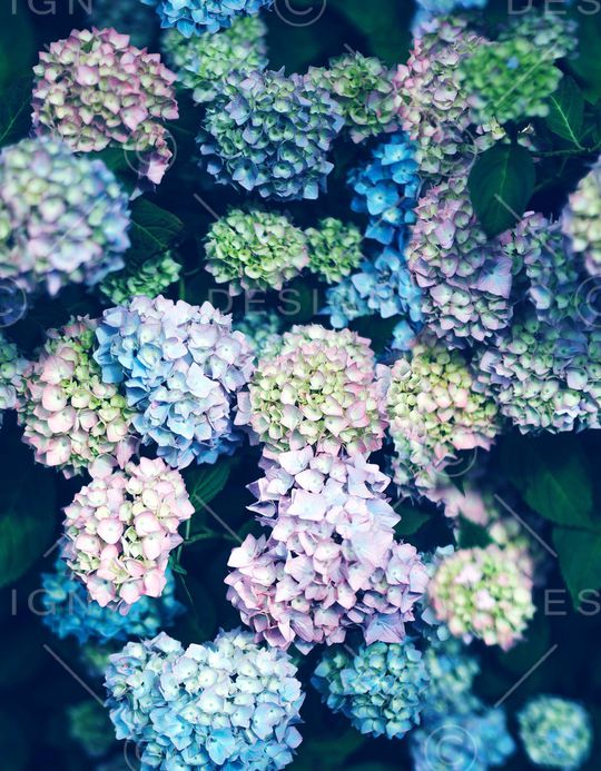 鸢尾花印花华亿平台图片