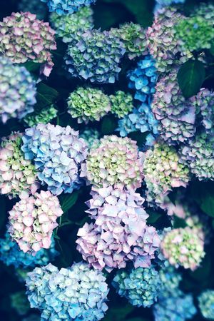 鸢尾花印花华亿平台图片