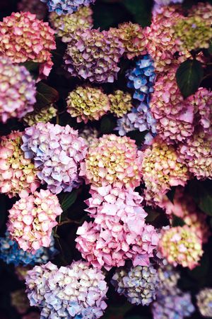 鸢尾花印花华亿平台图片