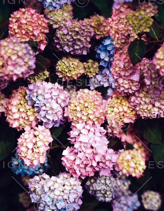 鸢尾花印花华亿平台图片