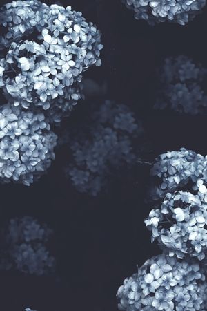 梅花印花华亿平台图片