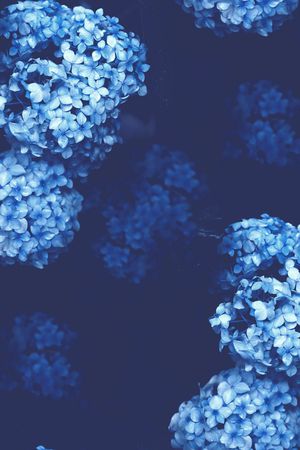 梅花印花华亿平台图片