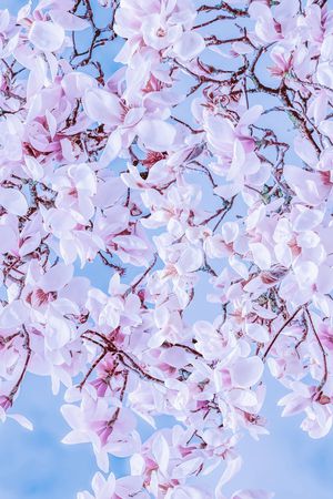 清爽底花卉印花华亿平台图片