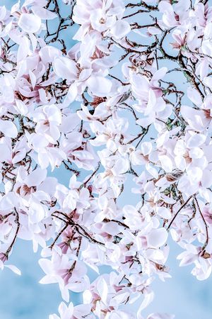 清爽底花卉印花华亿平台图片