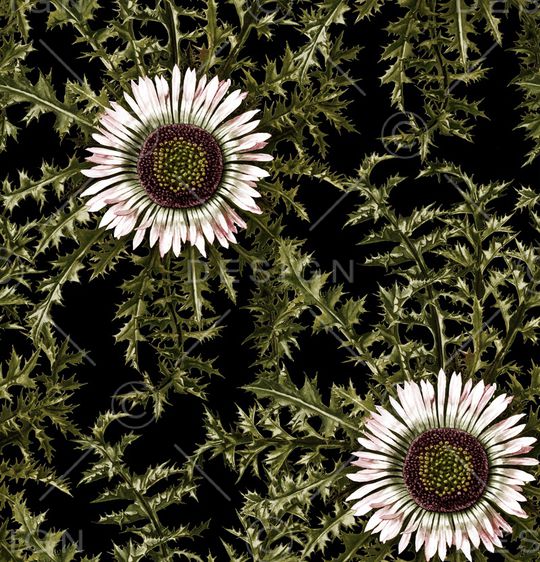 鸢尾花印花华亿平台图片