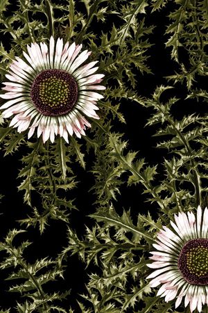 鸢尾花印花华亿平台图片