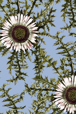 鸢尾花印花华亿平台图片