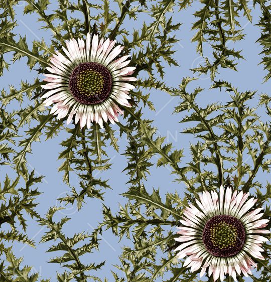 鸢尾花印花华亿平台图片