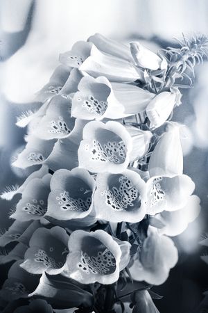 中国风定位花印花华亿平台图片