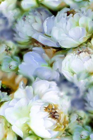 康乃馨印花华亿平台图片