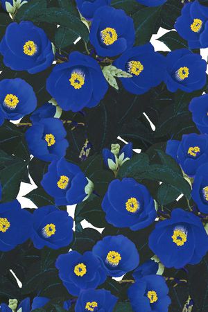 康乃馨印花华亿平台图片