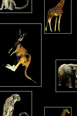 动物印花华亿平台图片