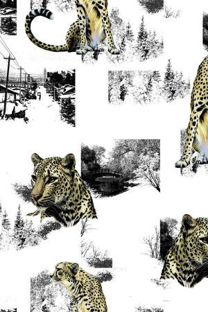 动物印花华亿平台图片