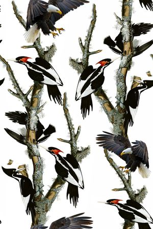 鸟印花华亿平台图片