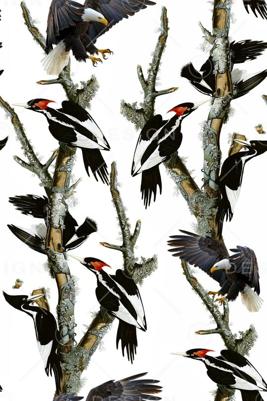 鸟印花华亿平台图片