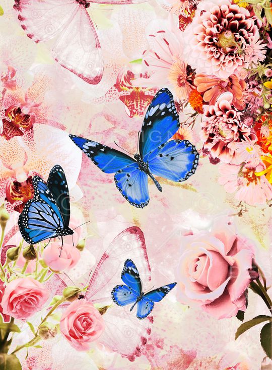 玫瑰花印花华亿平台图片