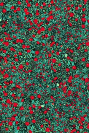 女装印花华亿平台图片