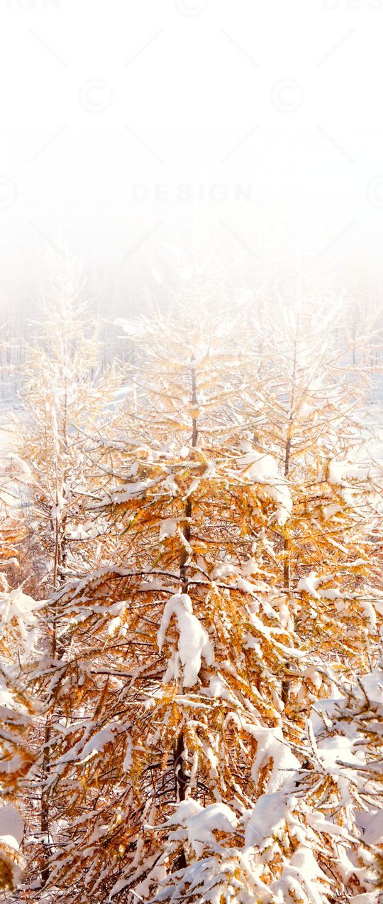 树枝印花华亿平台图片