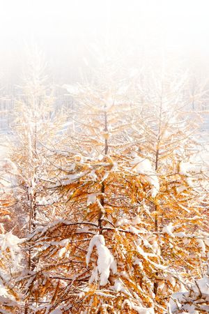 树枝印花华亿平台图片
