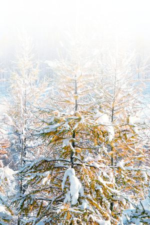 树枝印花华亿平台图片