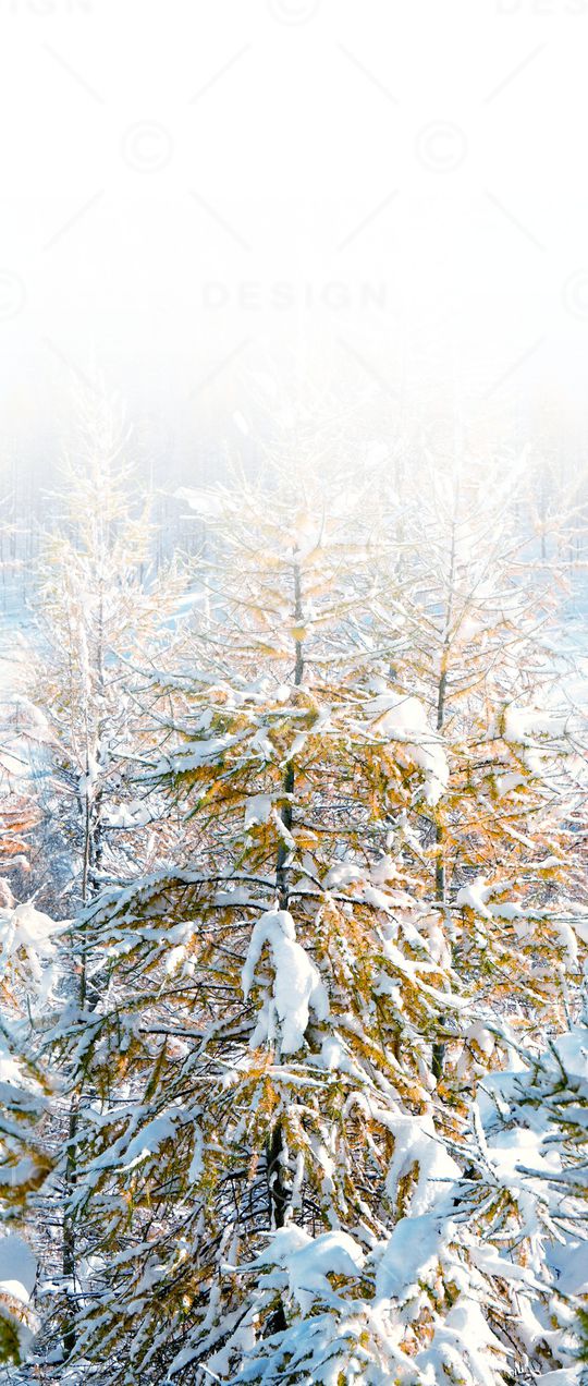 树枝印花华亿平台图片