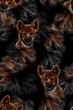 动物印花华亿平台图片