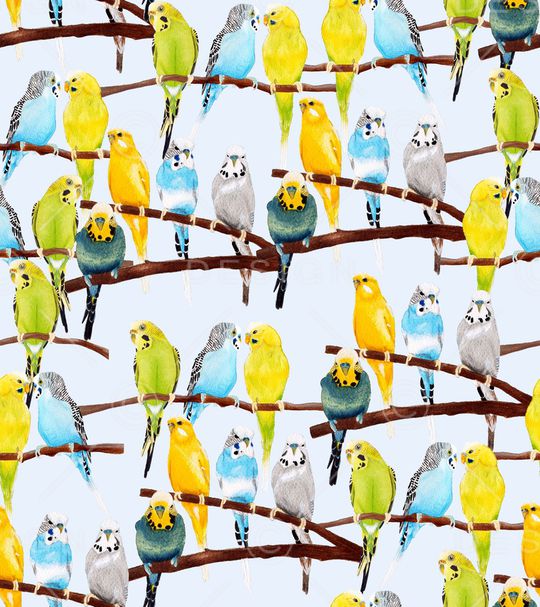 鹦鹉印花华亿平台图片